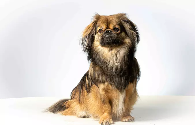 Tibetan Spaniel puppy