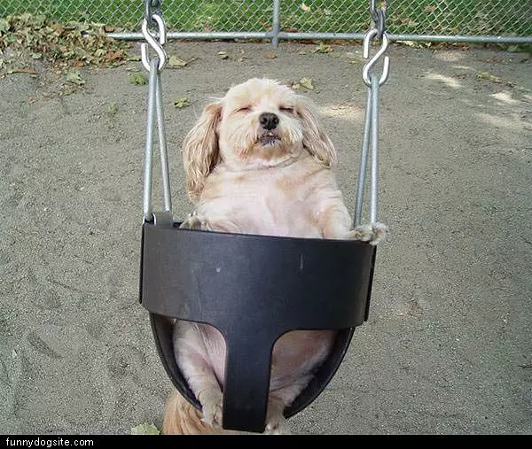 Dog Swing