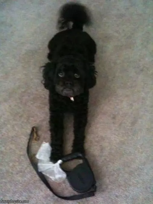 Pleeeeease Lets Go For A Walk