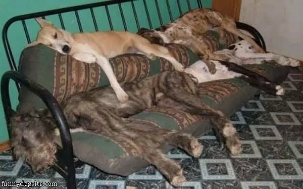 Lots Of Dogs Sleeping