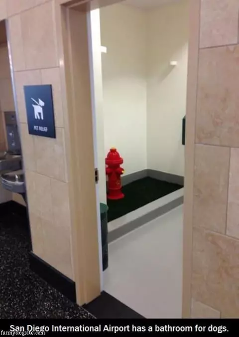 Bathroom For Dogs