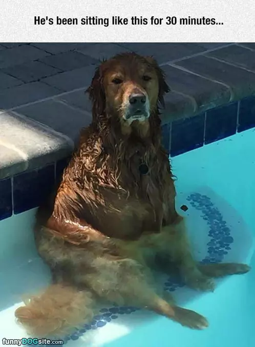 This Dog Is Really Chilling