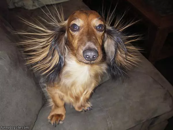 Miniature Longhaired Dachschund