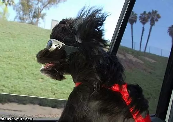 Best Car Ride Ever