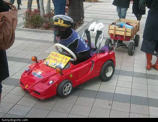 Dog Driver