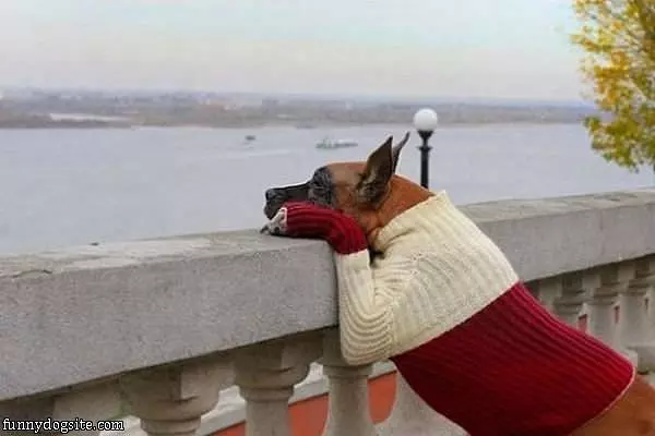 My Sweater