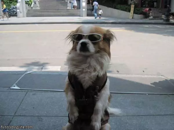Hey Hey Whats Up
