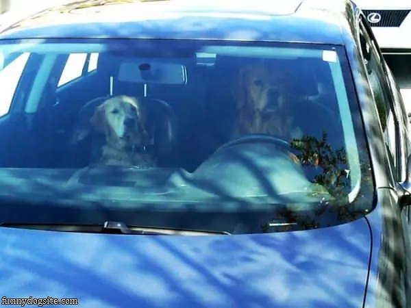 Dog Car Pool