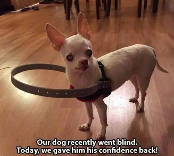 Blind Dog