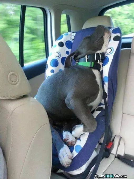 Baby Seat