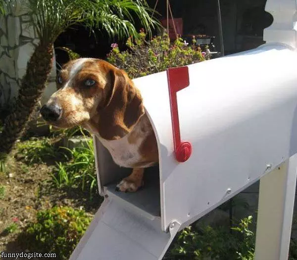 Special Delivery