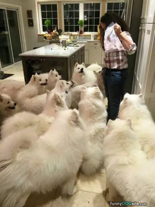 Who Wants A Snack