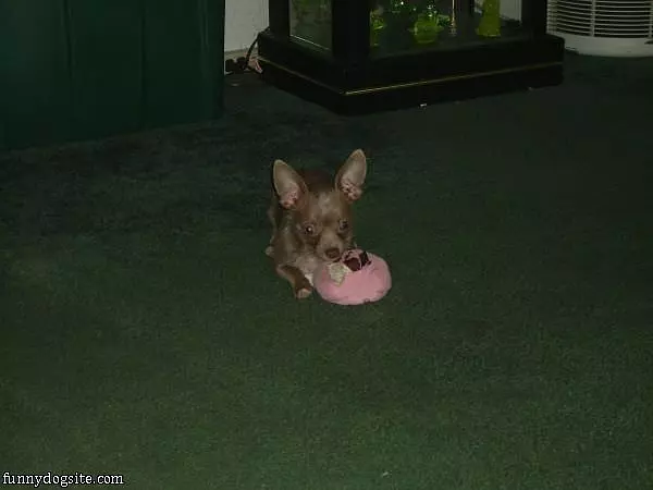 Cupcake Has Some Big Ears