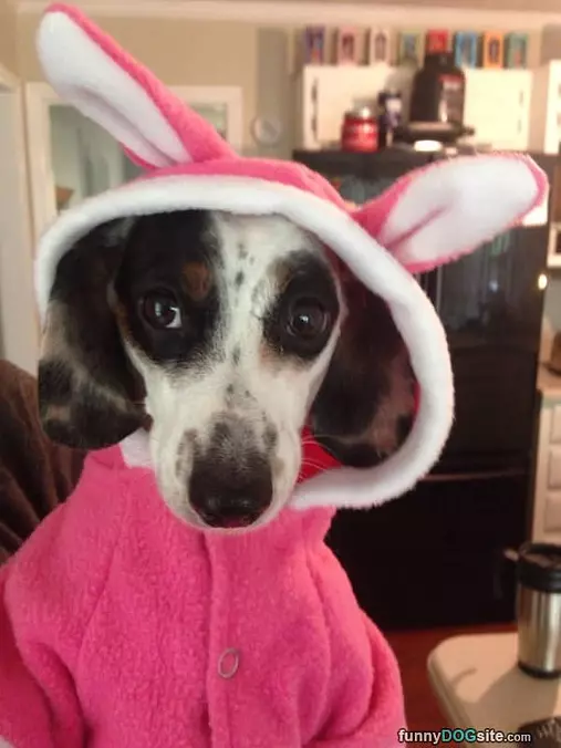 I Have Bunny Ears Now