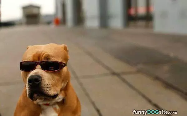 Cool Dog Is Cool