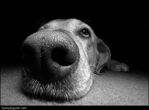 Snout