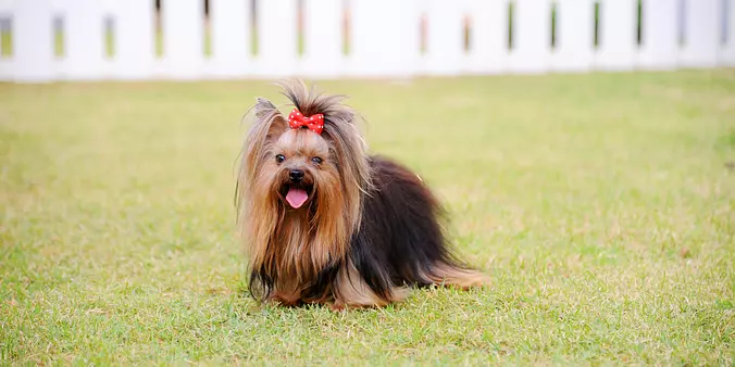 Yorkshire Terrier cute