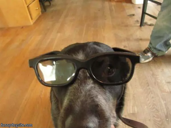My Glasses