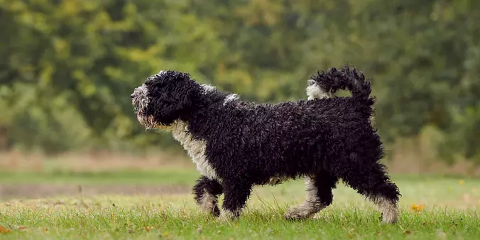 Spanish Water Dog outdoors