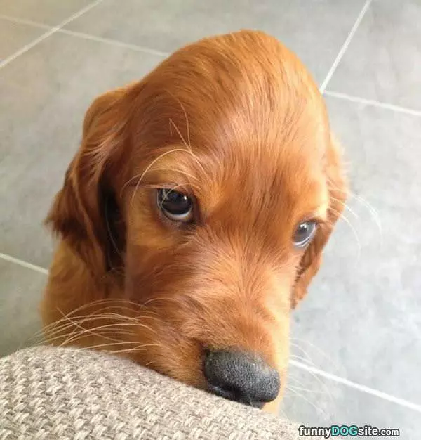 Can I Has A Snack