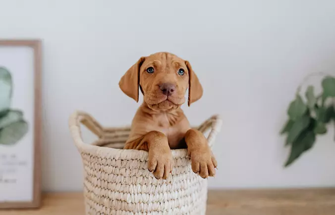 Vizsla puppy