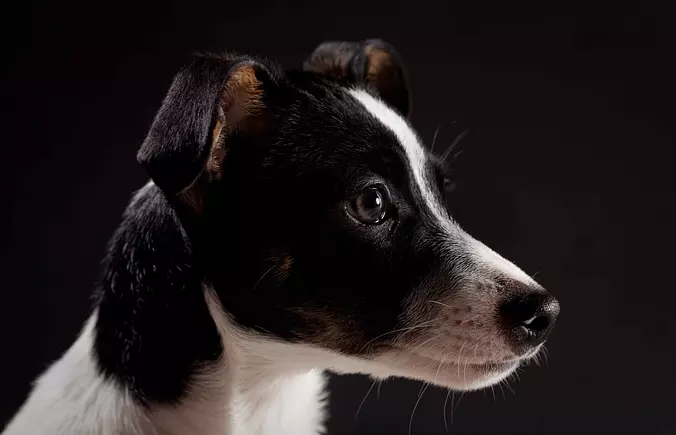 Rat Terrier face