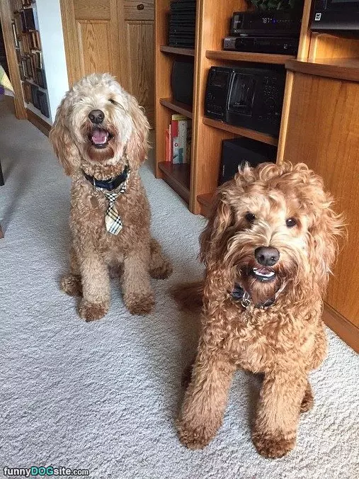 We Are Twins