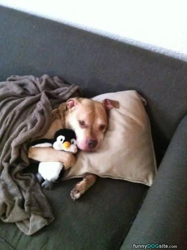 Tucked In With Penguin