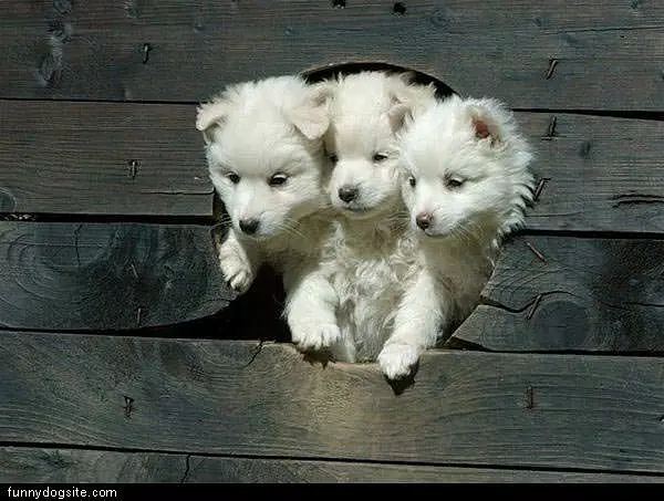 Puppy Hole