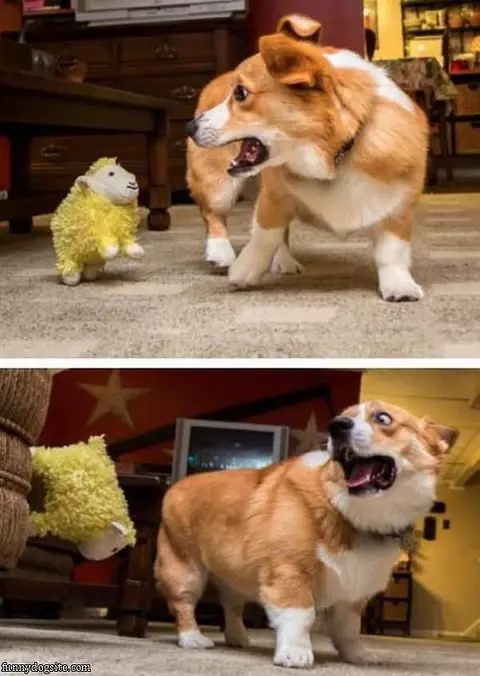 Its A Lambbbb