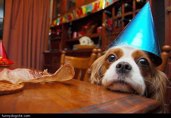 Happy Birthday Dog