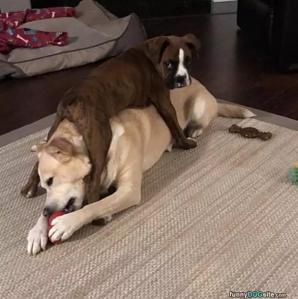 These Dogs Are Stacked Up