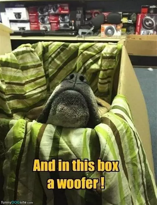 We Have A Woofer