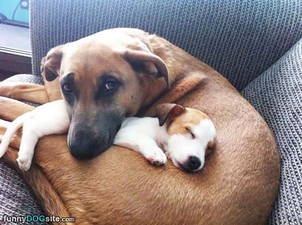Keeping Him Warm And Safe
