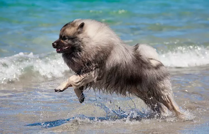 Keeshond on the beach