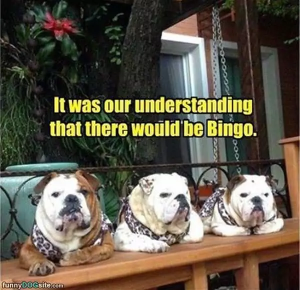 Where Is The Bingo