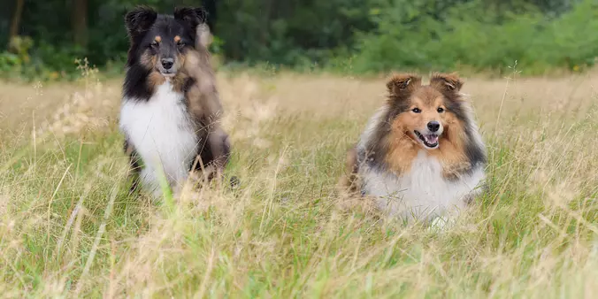 Shetland Sheepdog on the grass