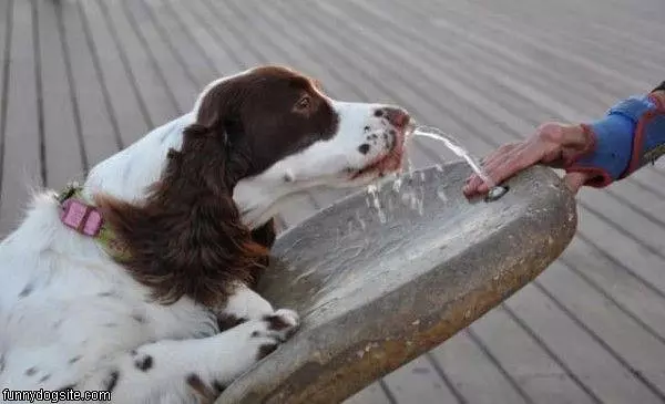 Sippy