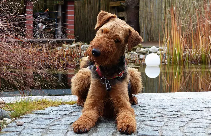 Airedale terrier