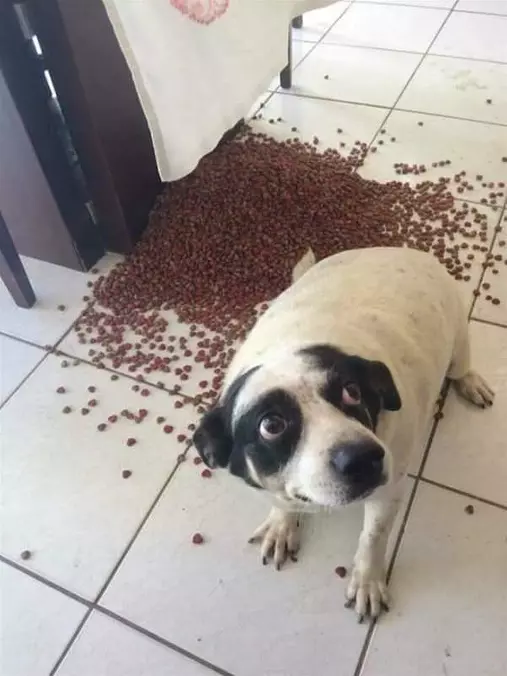 Did I Do That