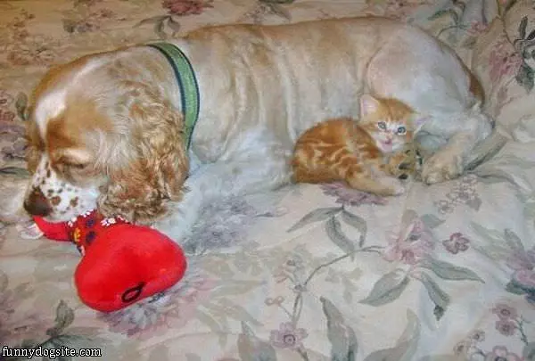 My Chew Toy
