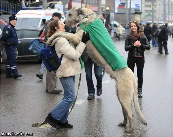 Huge Dog