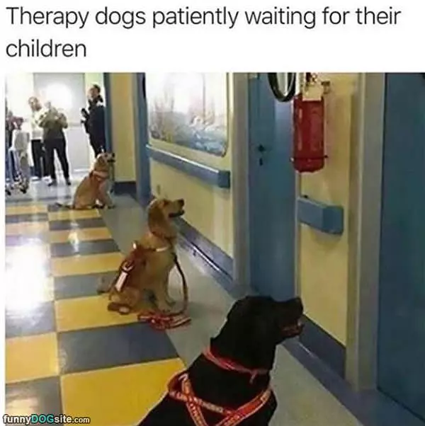 Awesome Therapy Dogs