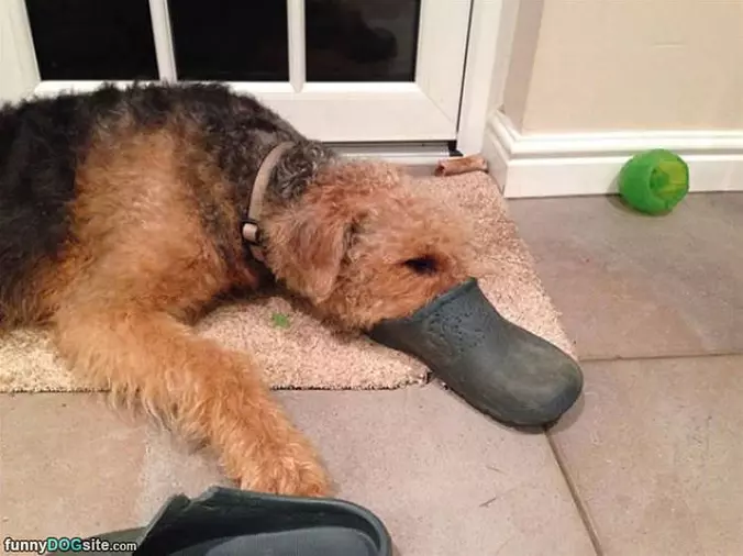 I Am A Platypus Dog