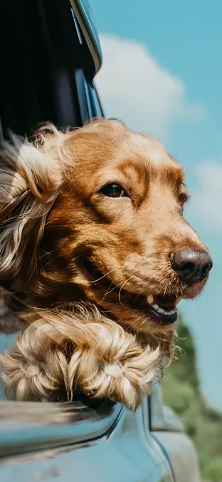 English Cocker Spaniel