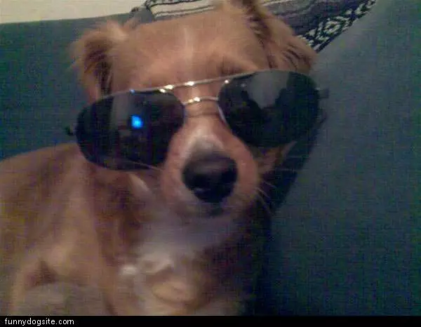 Doobie The Dog Is Cool