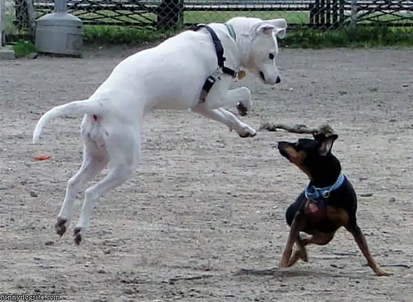 Jump Attack