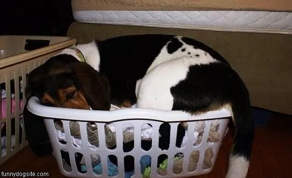 Sleeping In The Basket