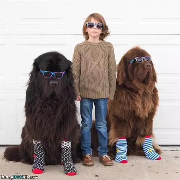 Some Cool Dogs