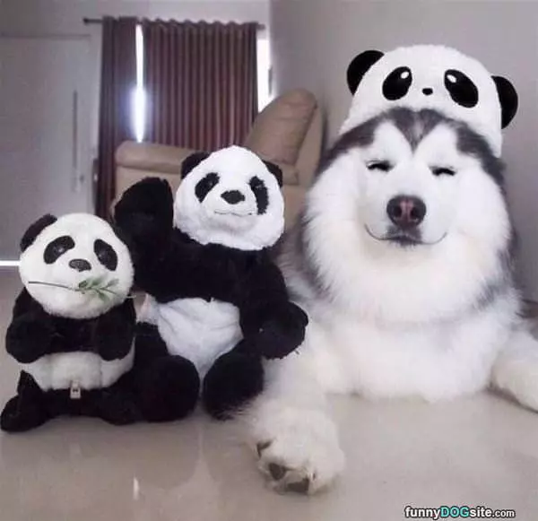 I Am A Bear Now